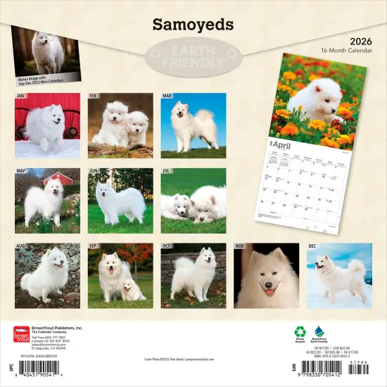 Samoyeds | 2026 12 x 24 Inch (Hanging) Monthly Square Wall Calendar | Plastic-Free {2}