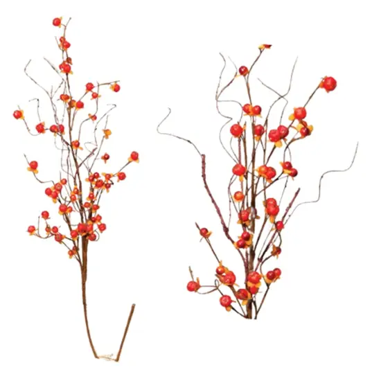 Bittersweet Spray, 31" {1}