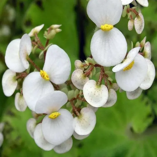 Baby Dress Begonia Plant - 2.5" Pot - Terrarium/Fairy Garden/HousePlant {4}