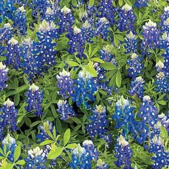 Blue Bluebonnet Flowers Cotton Wideback Fabric per yard {1}