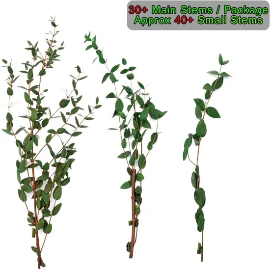 Large Dried Eucalyptus Stems - Real Preserved Fresh Eucalyptus Plant for Arrangement {4}