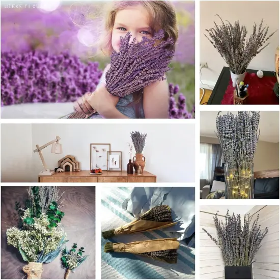 Dried Lavender Bundles, Natural Dried Lavender Flowers 280-300 Stems 16&ldquo; for Home Weeding Decoration Flower Arrangements Home Fragrance 2 Bundles {3}