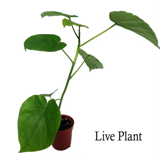 Sweetheart Ficus - Ficus Natarensus - 2.5" Pot - Easy House Plant {2}