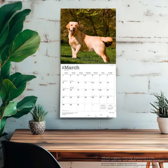 Yellow Labrador Retrievers | 2026 12 x 24 Inch (Hanging) Monthly Square Wall Calendar | Plastic-Free {5}