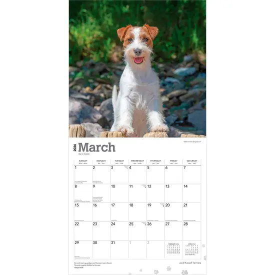 Jack Russell Terriers | 2026 12 x 24 Inch (Hanging) Monthly Square Wall Calendar | Plastic-Free {3}