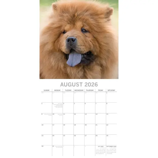 The Gifted Stationary 2026 Square Wall Calendar, Chow Chow, 16-Month Animals Theme Hanging Calendar with 180 Reminder Stickers, Month Planner for Home, or Creative Spaces, 12x12 In Multicolor {3}