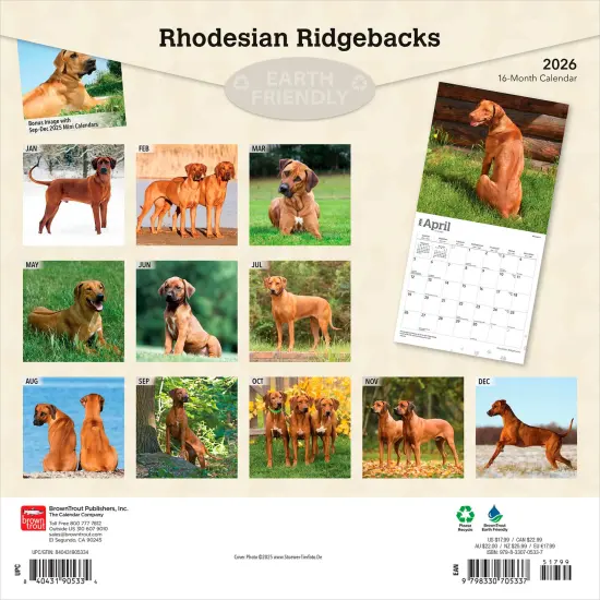 Rhodesian Ridgebacks | 2026 12 x 24 Inch (Hanging) Monthly Square Wall Calendar | Plastic-Free {2}