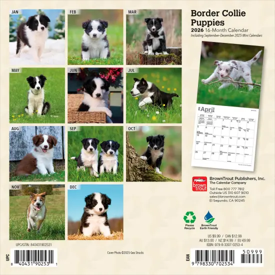 Border Collie Puppies | 2026 7 x 14 Inch (Hanging) Monthly Mini Wall Calendar {2}