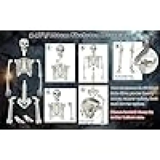 Realistic Life Size Skeleton with Movable Joints for Halloween {2}