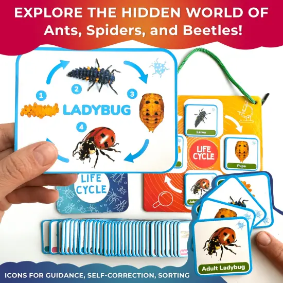 Lifecycle Magnetic Kit | Toy Montessori | Educational for Kids {4}