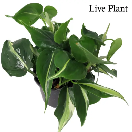 Rare Exotic Silver Stripe Philodendron 4" Pot - Low Light - Easy {2}