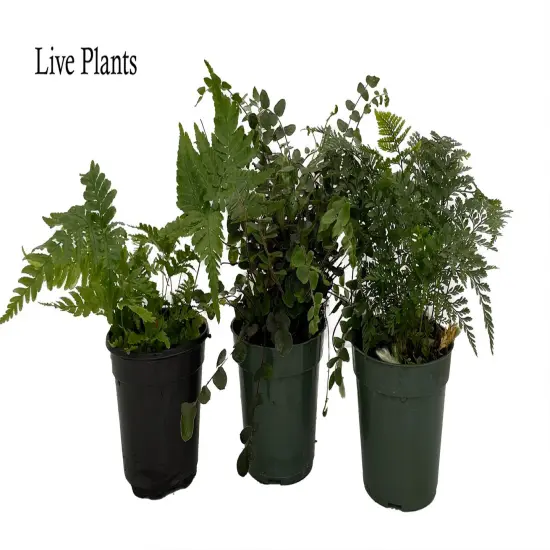 Fern Assortment - 3 Pack in 4" Pots {2}