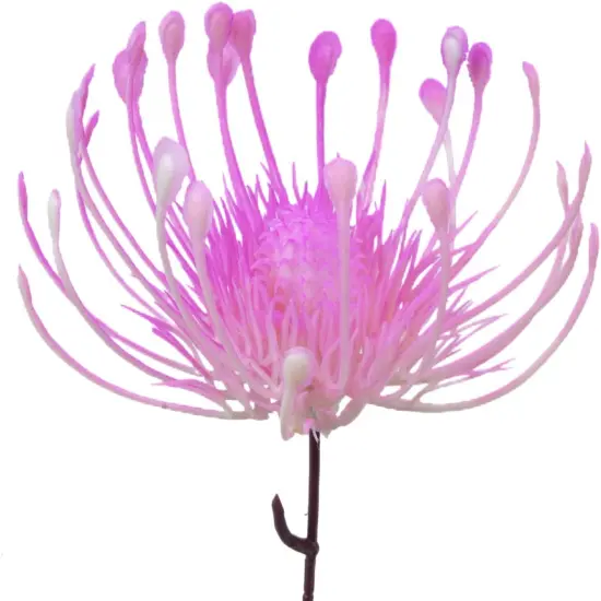 3pcs Plastic Flowers Purple Flowers Artificial Fake Mums Chrysanthemum Purple Centerpieces for Table Home Bathroom Table Centerpieces Ourdoor Decor {2}