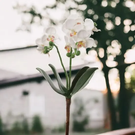 Phalaenopsis Spray 16" - 3 Pack {2}