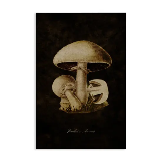 Stupell Industries Portobello Mushroom Study Canvas Wall Art Design by Tina Higgins Designs, Inc. {1}