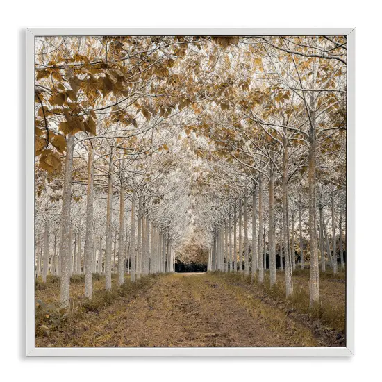 White Gold Birch Grove Framed Giclee Art {1}