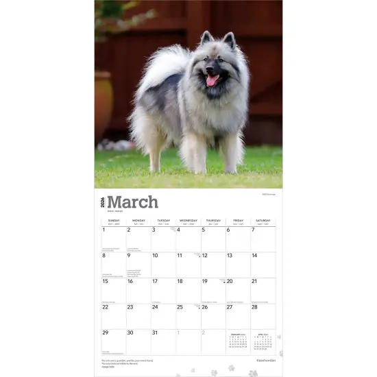 Keeshonden | 2026 12 x 24 Inch (Hanging) Monthly Square Wall Calendar | Plastic-Free {3}