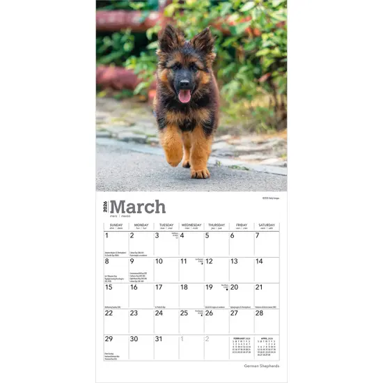 German Shepherds | 2026 7 x 14 Inch (Hanging) Monthly Mini Wall Calendar {3}