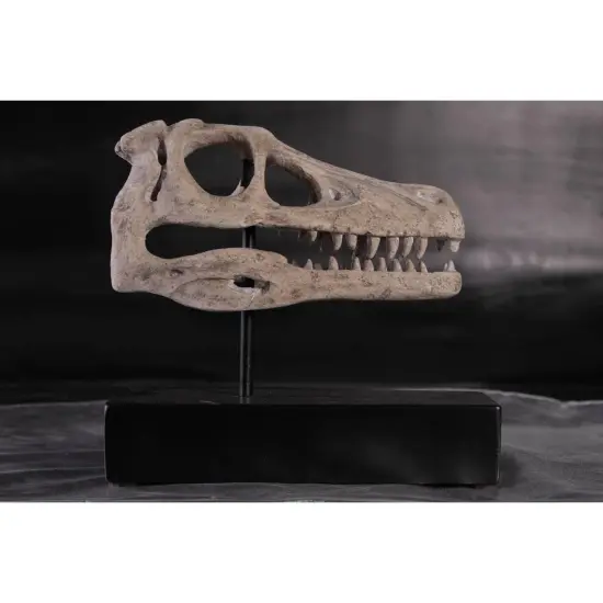 Raptor Dinosaur Skull Life Size Statue {5}