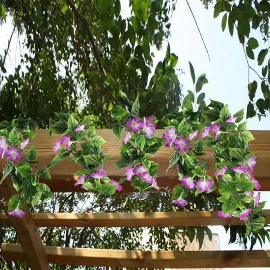 2pcs Morning Glory Hanging Plants {2}