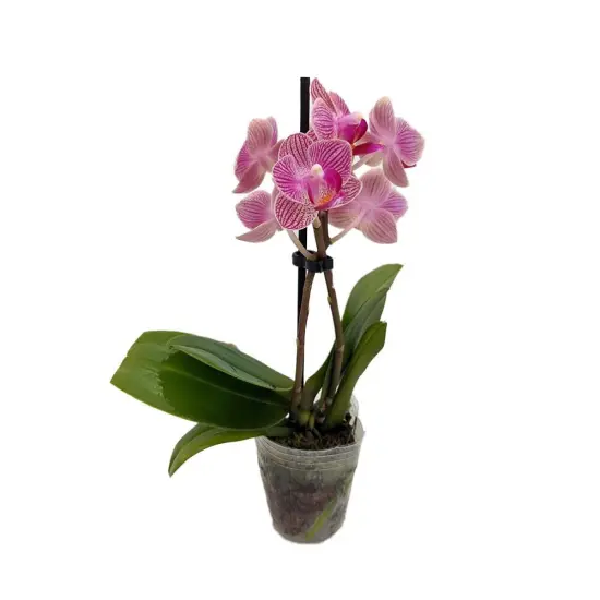 Surprise Moth Orchid Plant - Phalaenopsis - 2" Pot - Easy House Plant {1}