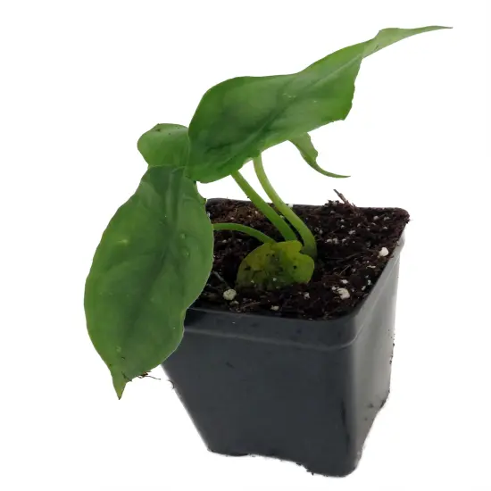 Dragon Breath African Mask Plant - Alocasia - 2.5" Pot {4}