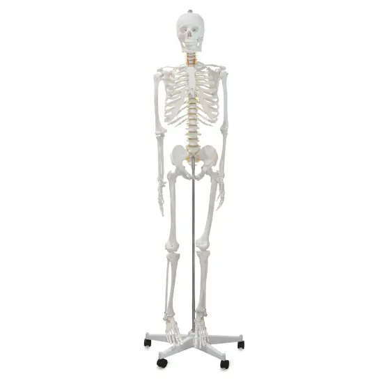 Richeson Skeleton Models - Life Size, 66" Tall {1}