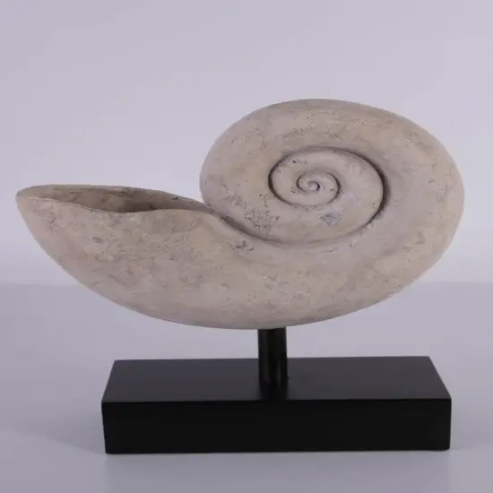 Nautilus Fossil Shell Life Size Statue {4}