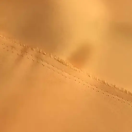 1 Yard Orange Honey Matte Satin Fabric Peau de Soie 58/59" Wide 100% Polyester {4}