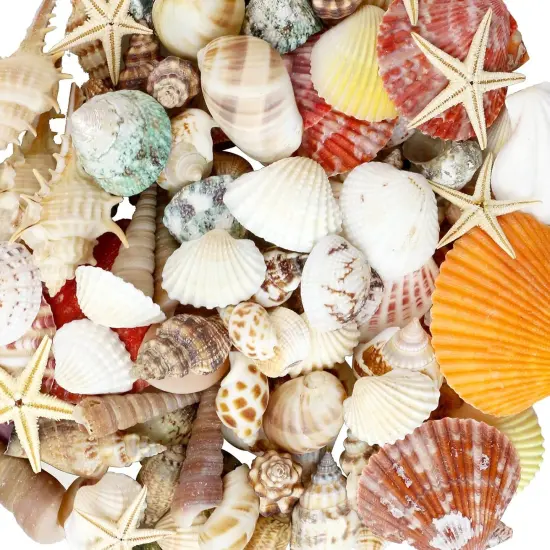 100+ Pcs Beach Seashells {1}