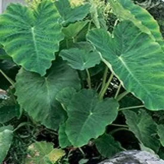 Elephant Ear - 1 Large Bulb 13/15" - Colocasia esculenta {5}