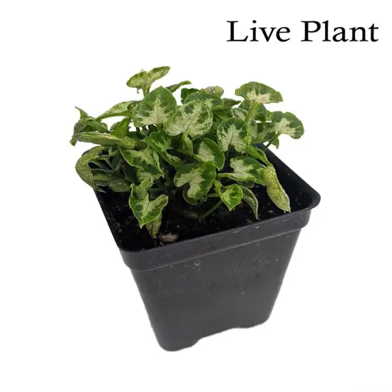 Tiny White Arrowhead Plant - Syngonium - Nepthytis - 2.5" Pot - Fairy Garden {2}