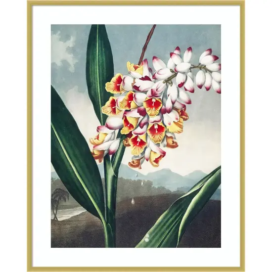 Temple of Flora VII by Dr. robert j. Thornton Wood Framed Wall Art Print {6}