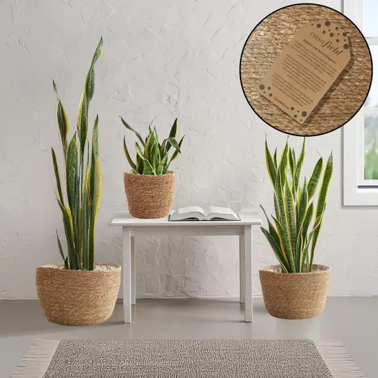 3pc Seagrass Planter Baskets with Liners, Indoor Plant Flower Pot Covers Natural {1}