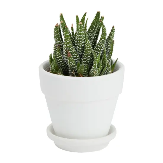 3 Inch 12 Pack White Clay Mini Terracotta Pots with Saucers and Drainage Hole, Paintable Pottery for Succulents, Planter, Flowers, Cactus, Garden Crafts, and Wedding Decor {7}