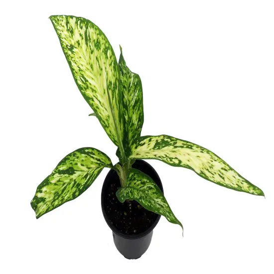 Starbright Dieffenbachia Plant-4" Pot {3}