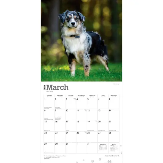 Australian Shepherds | 2026 12 x 24 Inch (Hanging) Monthly Square Wall Calendar | Plastic-Free {3}