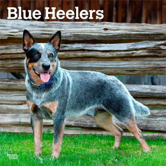 Blue Heelers | 2026 12 x 24 Inch (Hanging) Monthly Square Wall Calendar | Plastic-Free {1}