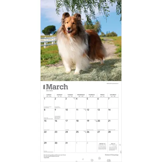 Shetland Sheepdogs | 2026 12 x 24 Inch (Hanging) Monthly Square Wall Calendar | Plastic-Free {3}