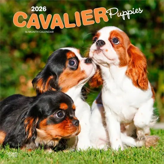 Cavalier King Charles Spaniel Puppies | 2026 12 x 24 Inch (Hanging) Monthly Square Wall Calendar | Plastic-Free {1}
