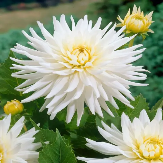 My Love Semi-Cactus Dahlia - 2 Top Size Root Clumps - White Star Flower {1}