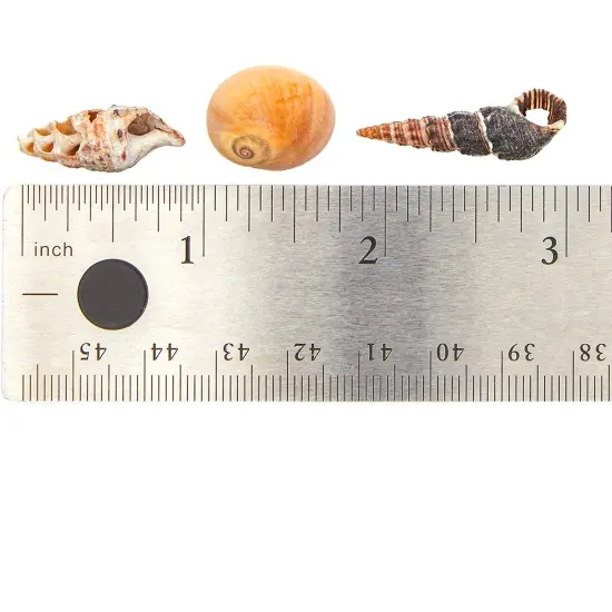 Tiny Sea Shells Mixed Ocean Beach Spiral Seashells Craft Charms for Home Decorations, Beach Theme Party, Candle Making, Wedding Decor, DIY Crafts, Fish Tank and Vase Filler(1-2.5cm),680-700pcs {6}