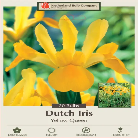 Yellow Queen Dutch Iris 20 Bulbs - Great Cut Flower - 8/9 cm Bulbs {1}