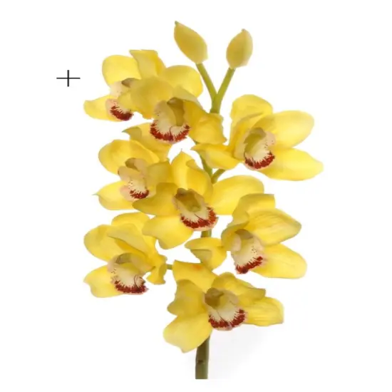 Yellow 30" Cymbidium Orchid Stem {1}