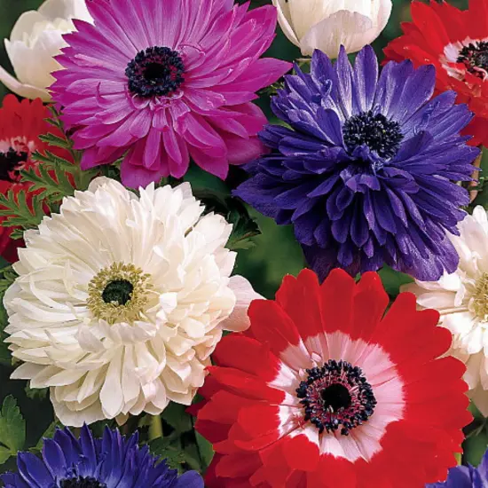 St. Brigid Anemone Windflowers Mixture - 15 Bulbs - 8/+ cm Bulbs {3}