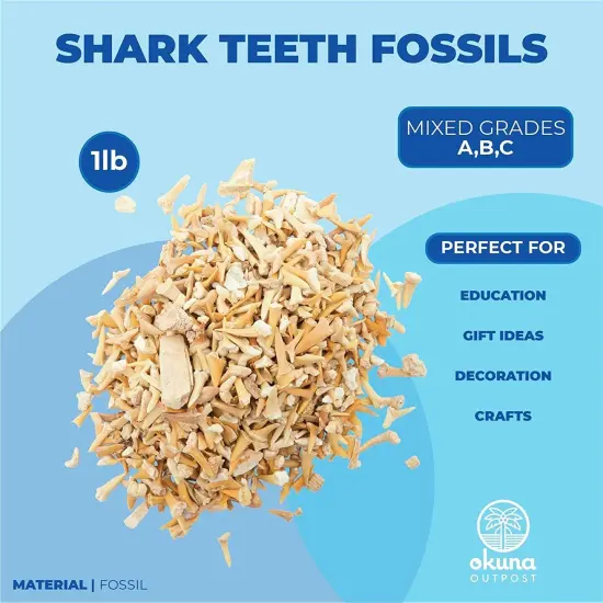 Shark Teeth Bone Replicas Set (1 Pound), Authentic Mixed Grade, 3 Species Types, Genuine Moroccan Real Authentic Tooth Collection Brown {2}