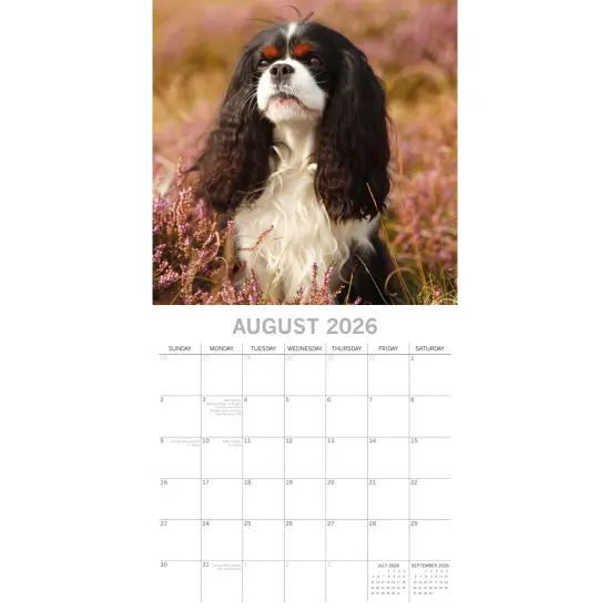 The Gifted Stationary 2026 Square Wall Calendar, Cavalier King Charles Spaniels, 16-Month Animals Theme Hanging Calendar with 180 Reminder Stickers, Month Planner for Home, 12x12 In Multicolor {3}