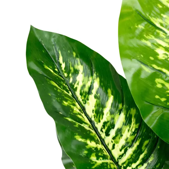 Northlight Artificial Variegated Dieffenbachia Leaf Potted Plant - 36" Green {6}