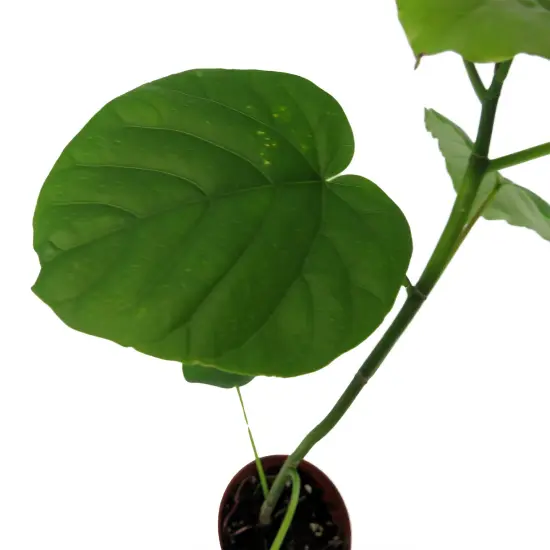 Sweetheart Ficus - Ficus Natarensus - 2.5" Pot - Easy House Plant {4}