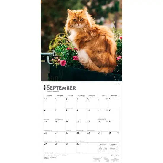 Ginger Cats | 2026 12 x 24 Inch (Hanging) Monthly Square Wall Calendar | Plastic-Free {4}